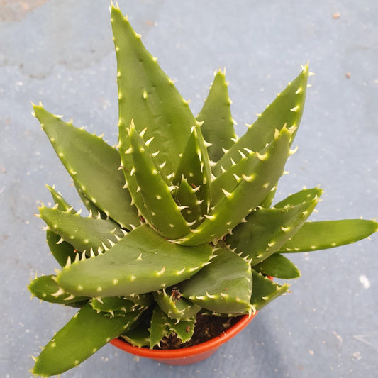 Aloe succulent