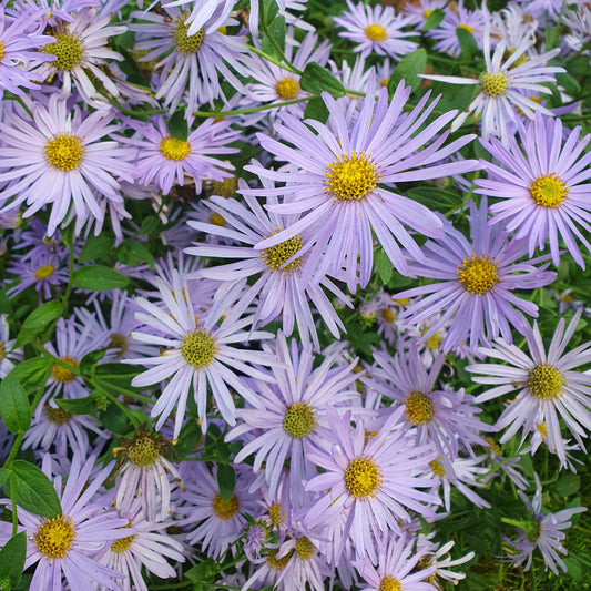 Aster x frikartii Monch