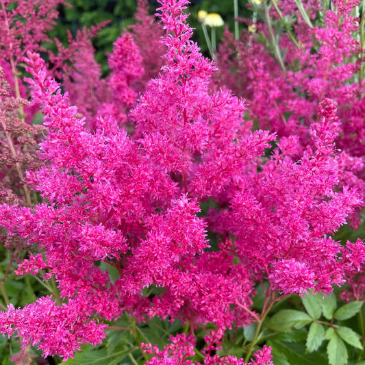 Astilbe x arendsii (Rose)