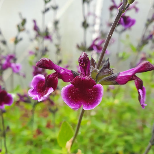 Salvia 'Blackberry ripple'