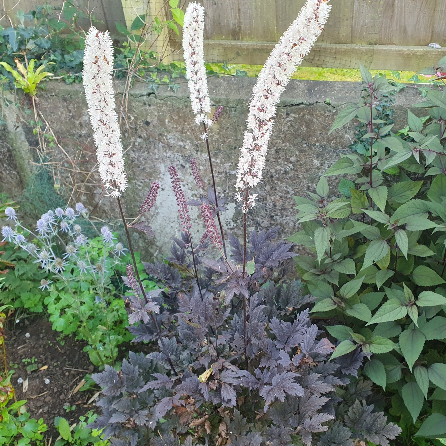 Cimicifuga (Actaea) Simplex 'Black Negligee'