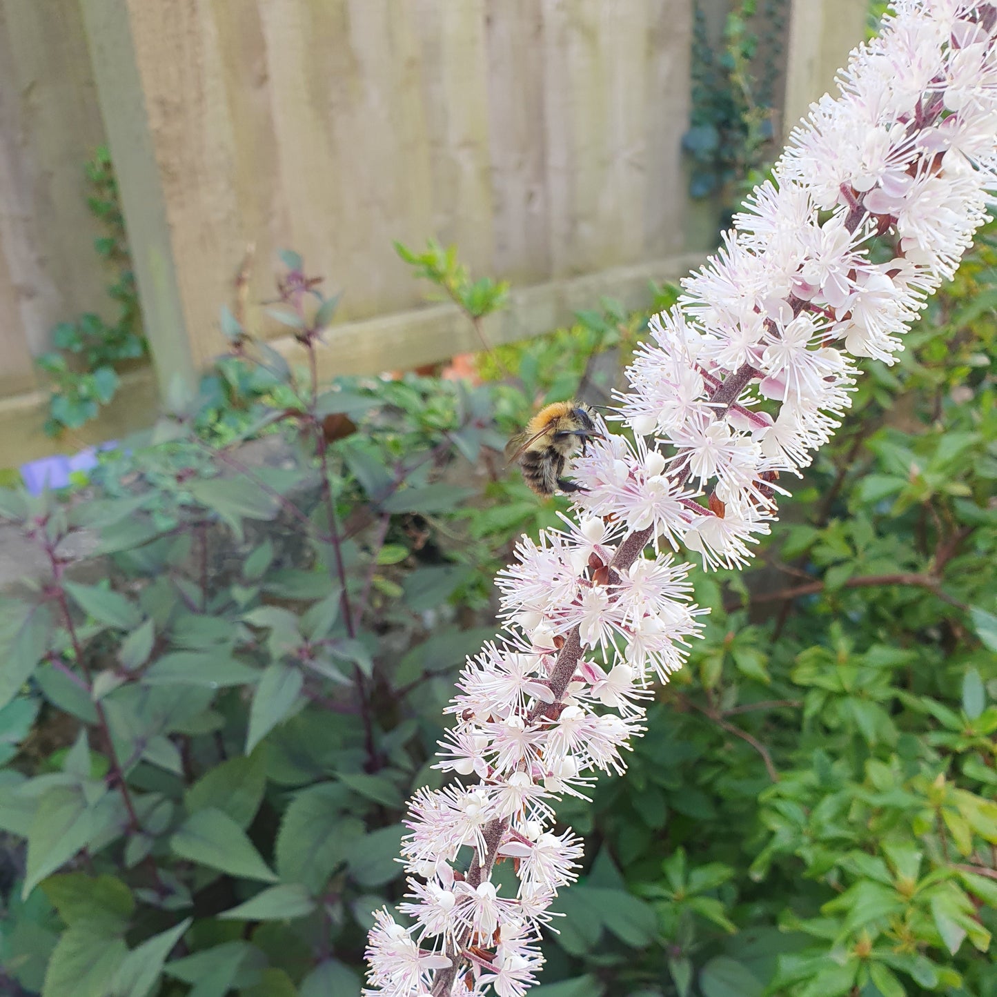 Cimicifuga (Actaea) Simplex 'Black Negligee'