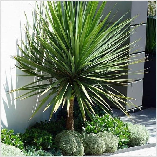 cordyline australis shrub 