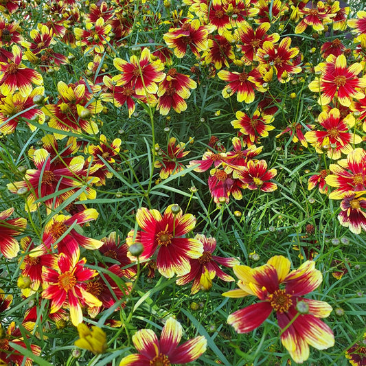 Coreopsis Bengal Tiger