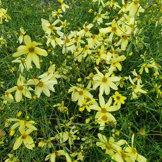Coreopsis Moonbeam