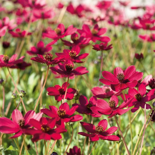 Cosmos atrosanguineus 'Cherry Chocolate'
