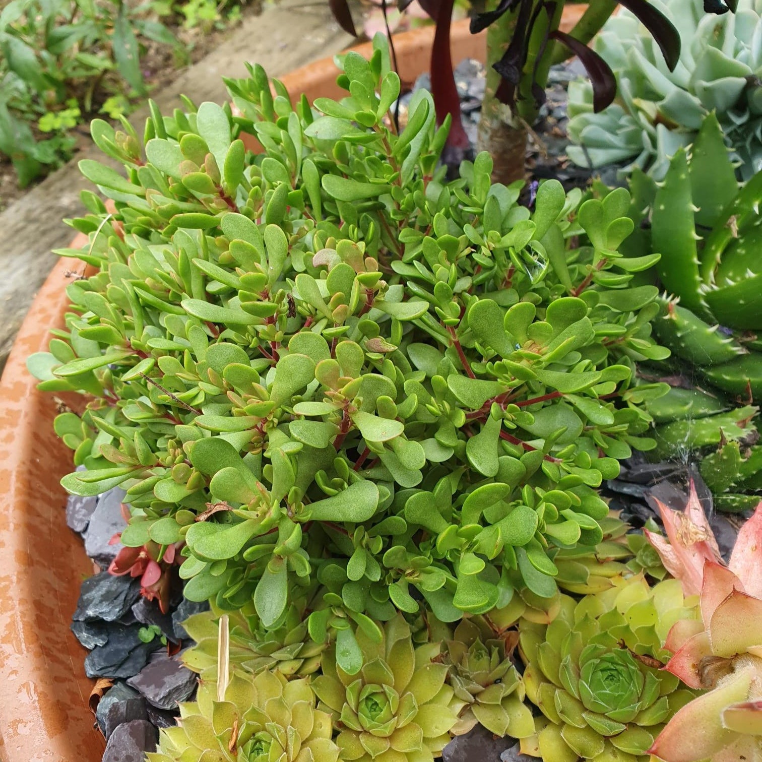 crassula succulent flower