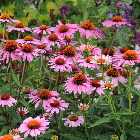 Echinacea Purpurea 'Magnus'