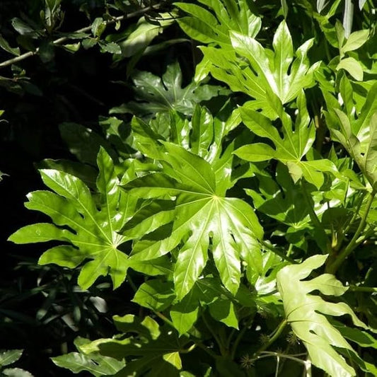 fatsia japonica shrub green