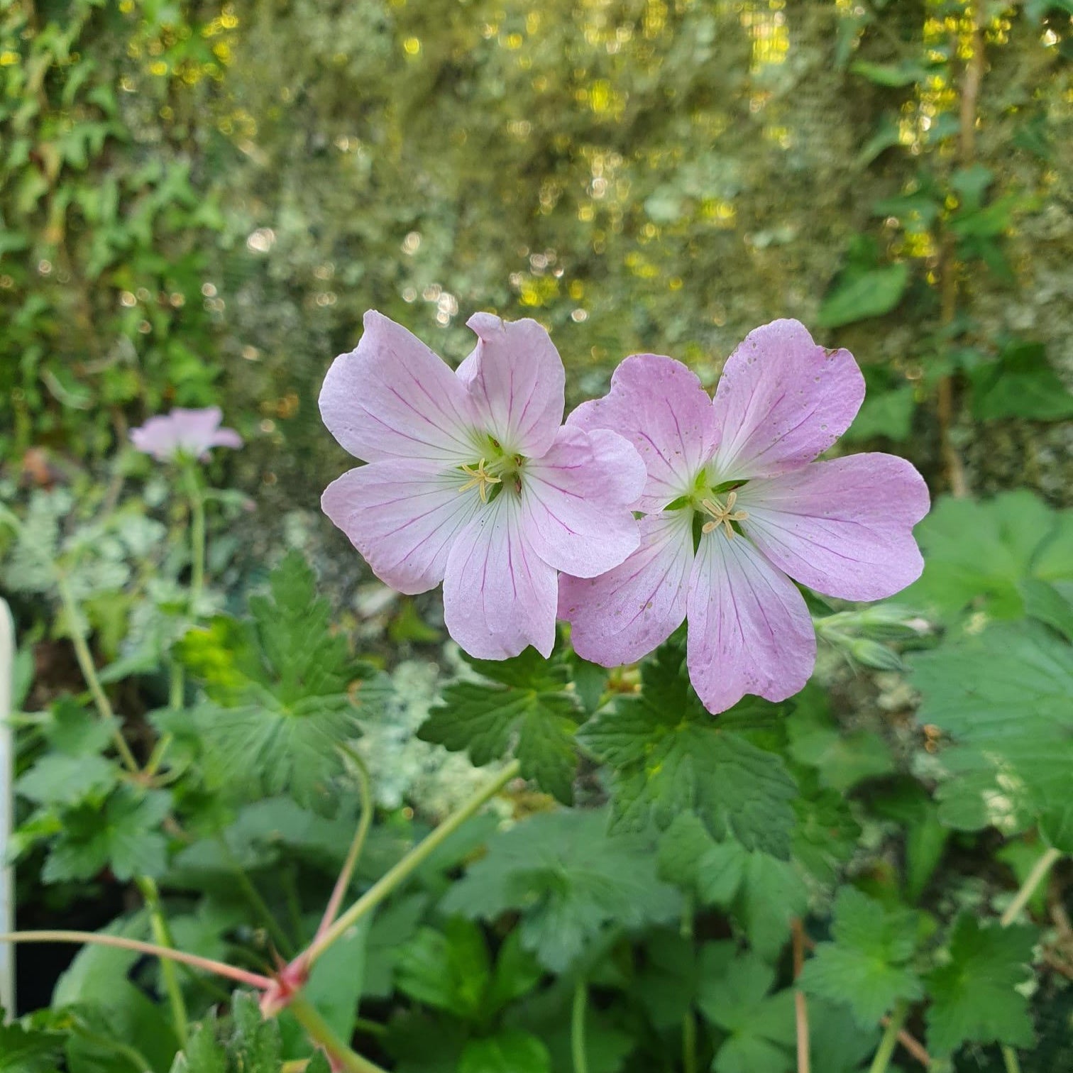 geranium bremdream pink flower perennial hardy