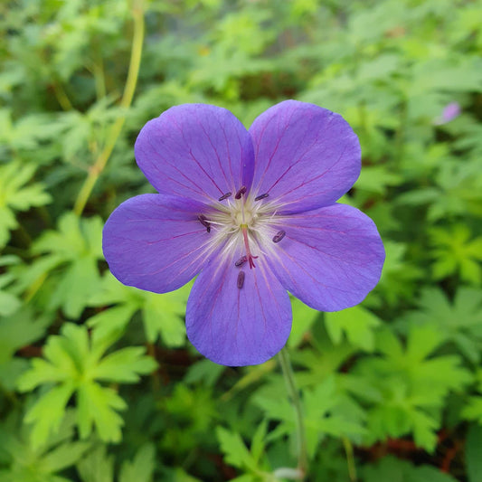geranium brookside perennial hardy blue flower