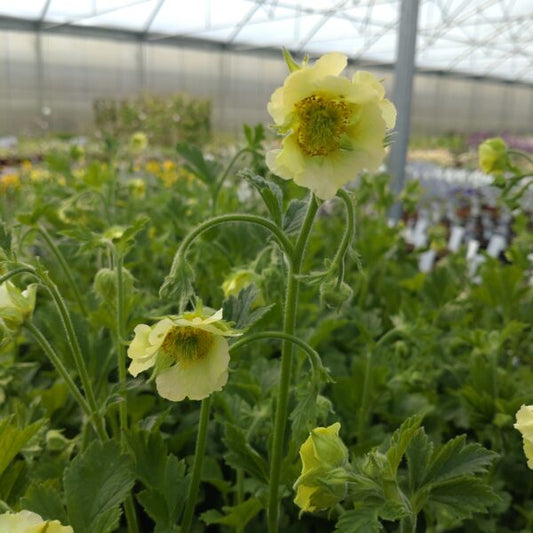 geum tales of hex perennial yellow flower 
