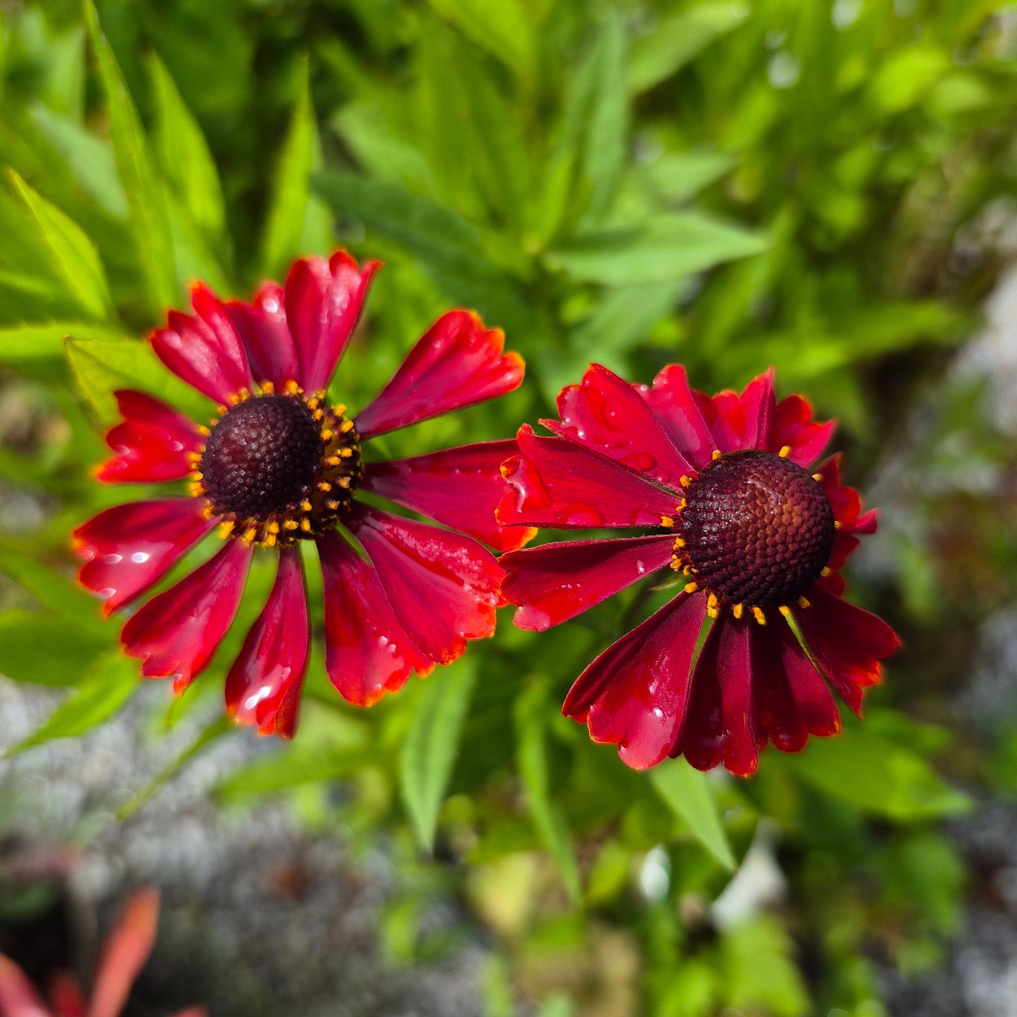 Helenium autumnale 'Helena Red Shades'