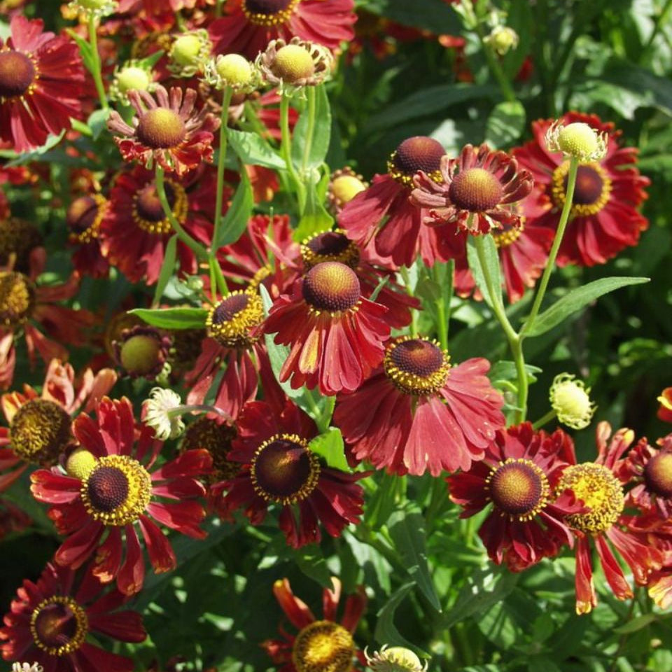 Helenium autumnale 'Helena Red Shades' – Bojorrow Plants