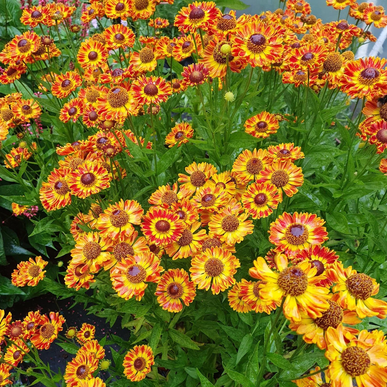 helenium feugo perennial hardy orange red flower 
