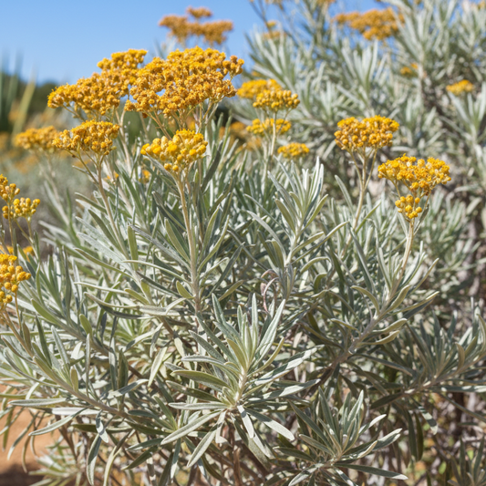 Helichrysum italicum (Curry plant)