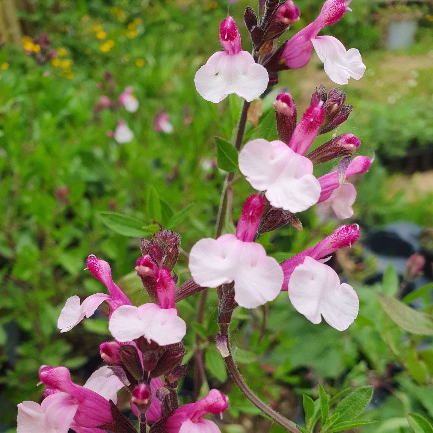 Close-up of pink and white flowers with green leaves in a garden setting