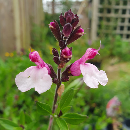 Close-up of pink and white flowers with green leaves on a blurred background