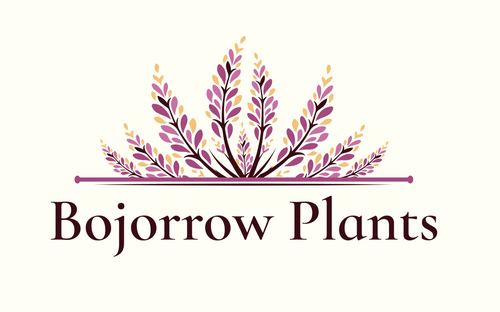 Bojorrow Plants