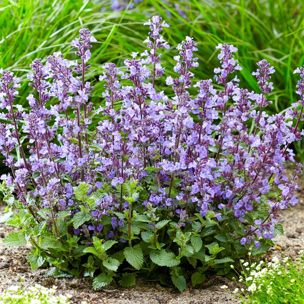 nepeta purrsian blue perennial blue flower hardy