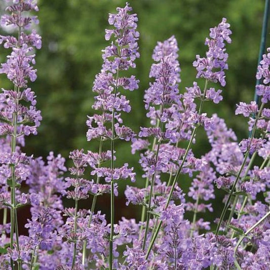 nepeta six hills giant perennial hardy purple flower 