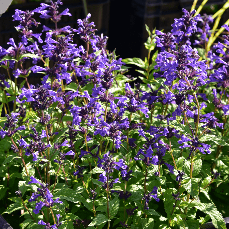 nepeta neptune perennial hardy purple flower 