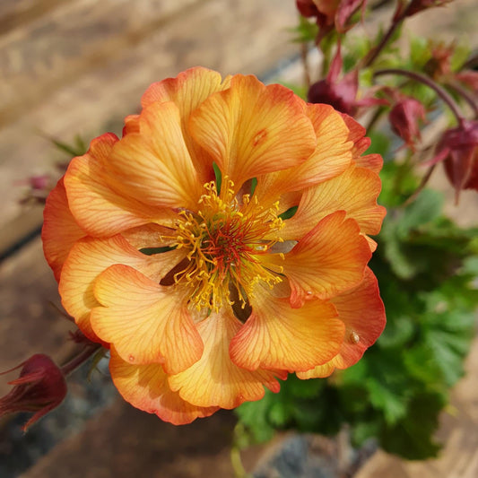 Geum Nonna