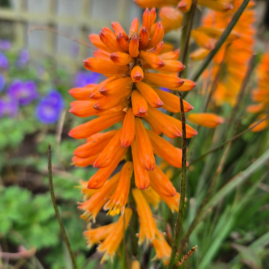 Kniphofia 'poco orange' (Red Hot Poker)