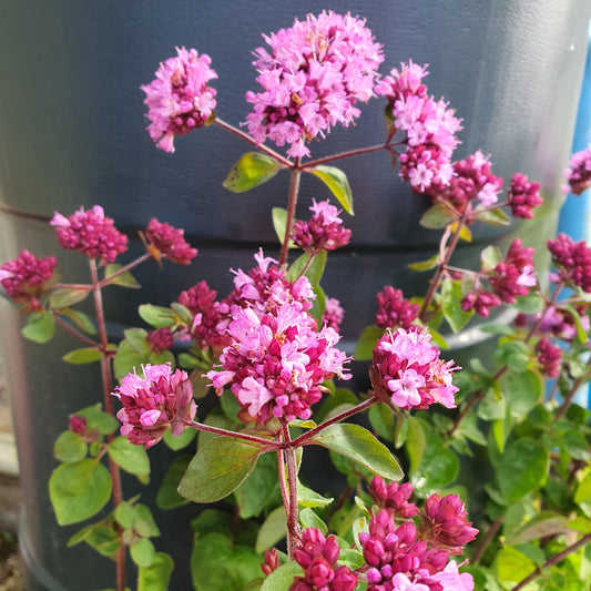 oreganum herrenhausen perennial hardy pink flower