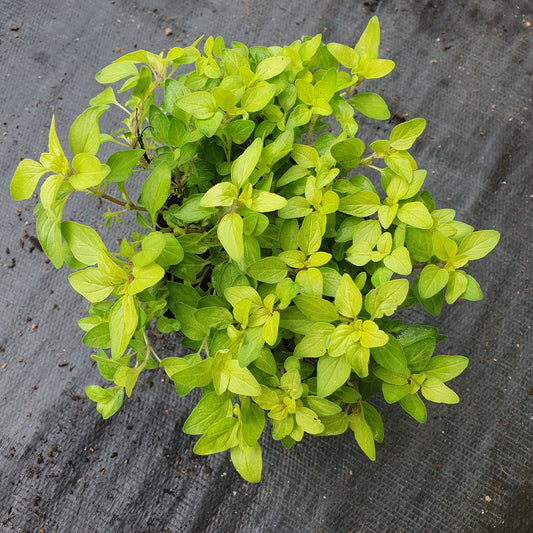 origanum aureum herb perennial yellow