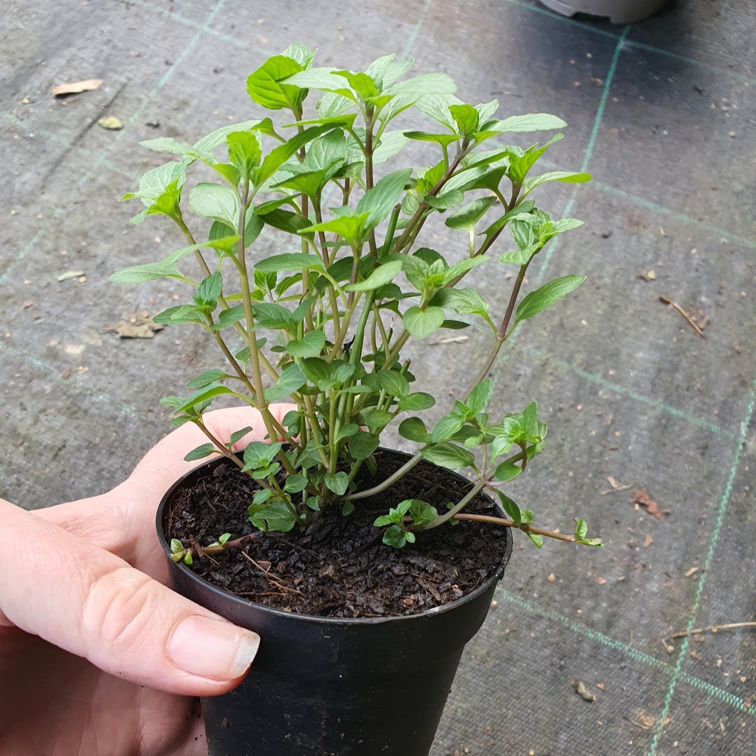 peppermint herb fragranced 