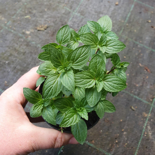 peppermint herb fragranced 