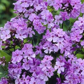 phlox blue boy perennial hardy blue flower 