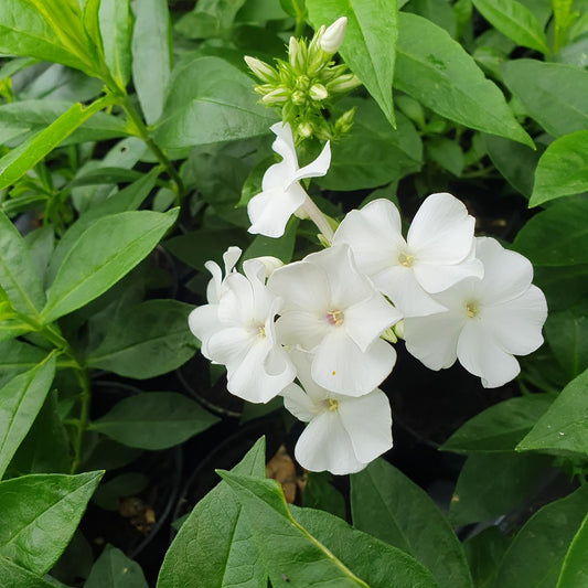 phlox david perennial hardy white flower