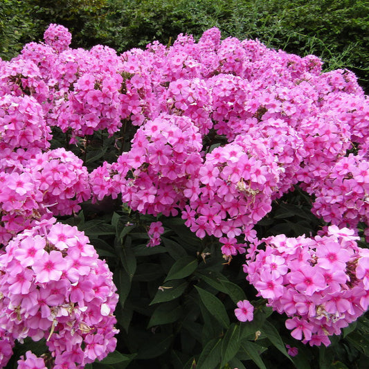 phlox eva cullum perennial hardy pink flower 