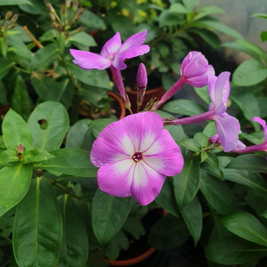 phlox laura perennial hardy