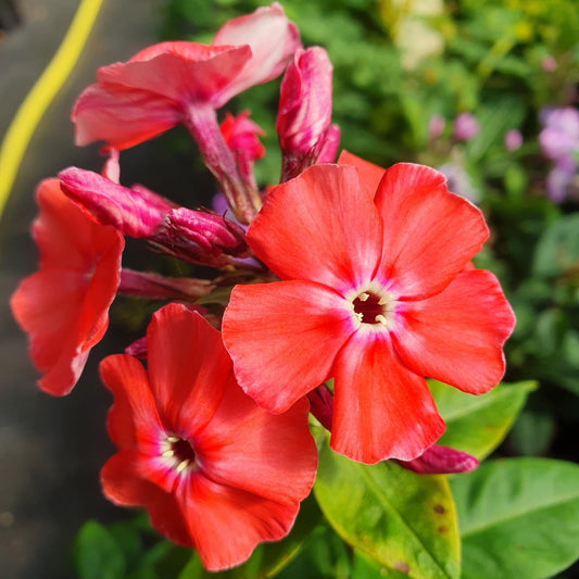 phlox orange perfection perennial hardy orange flower 