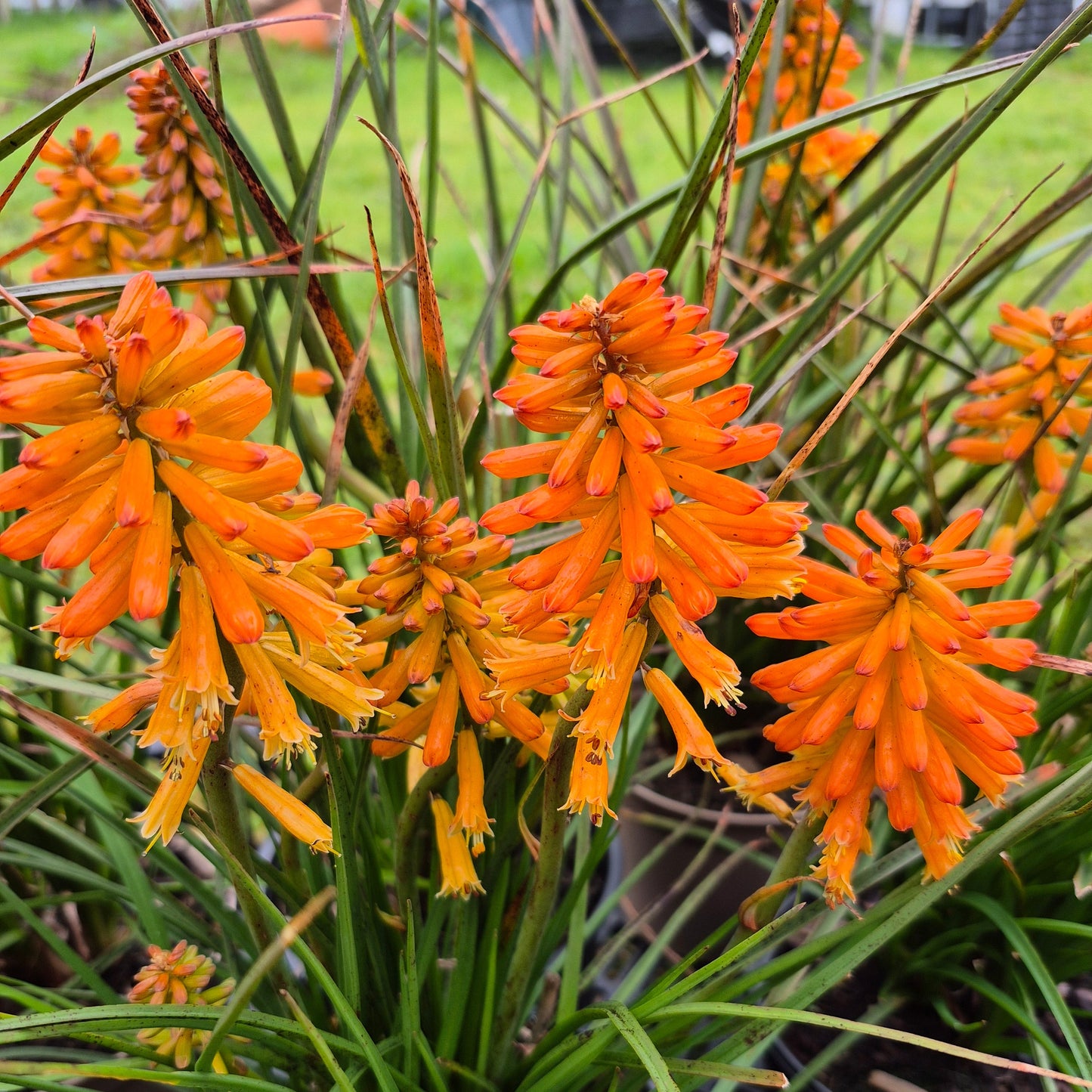 Kniphofia 'poco orange' (Red Hot Poker)
