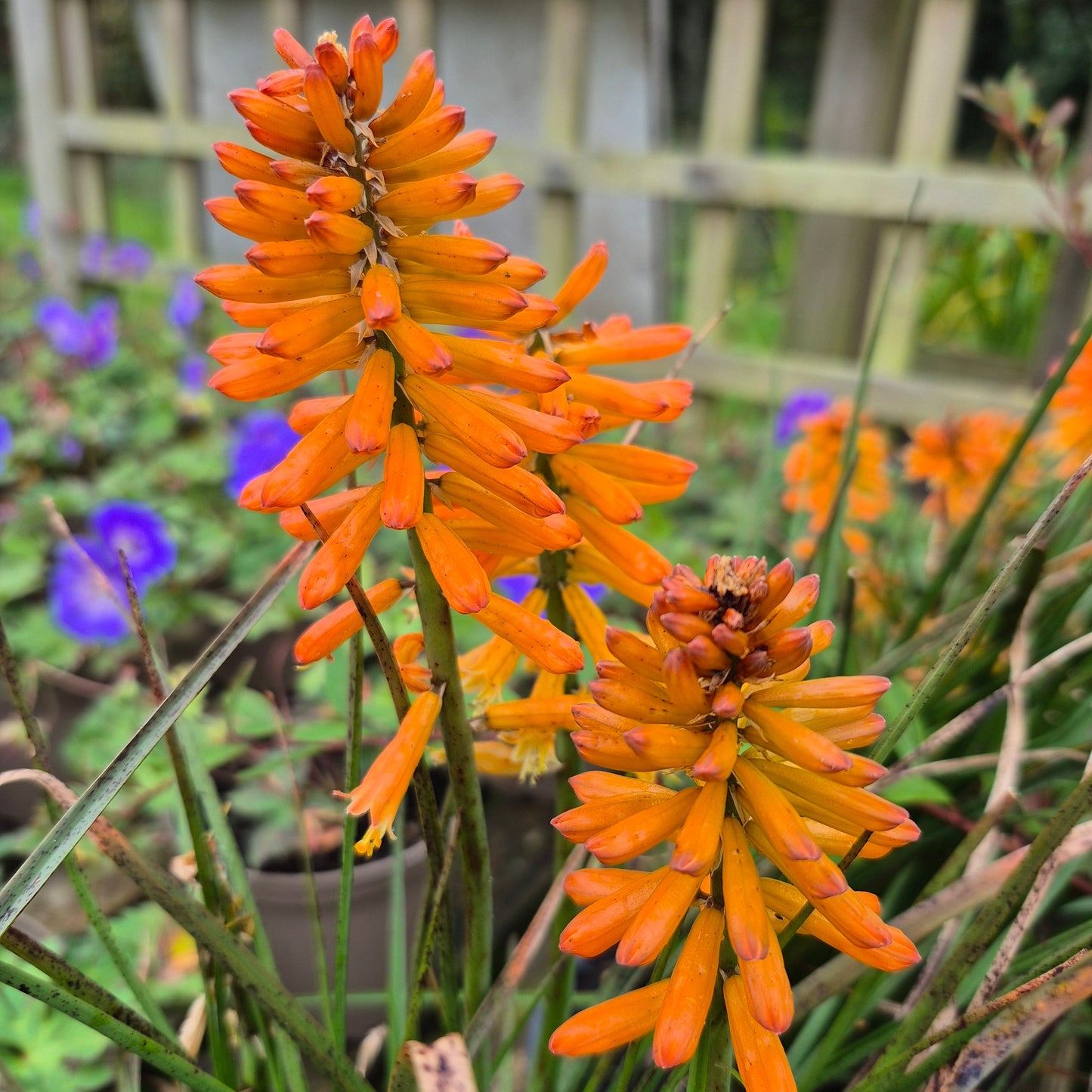 Kniphofia 'poco orange' (Red Hot Poker)