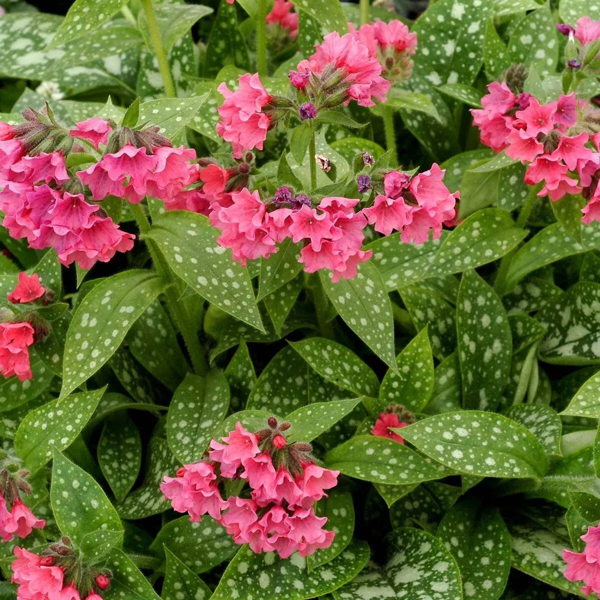 Pulmonaria 'shrimps on the barbie'