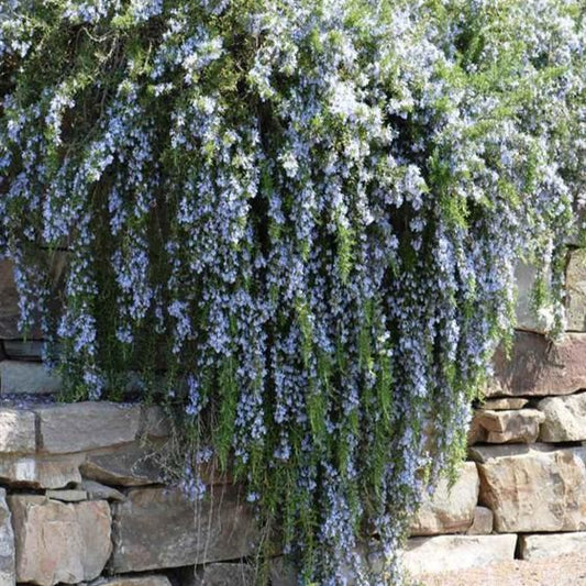 rosemary rampant boule herb perennial
