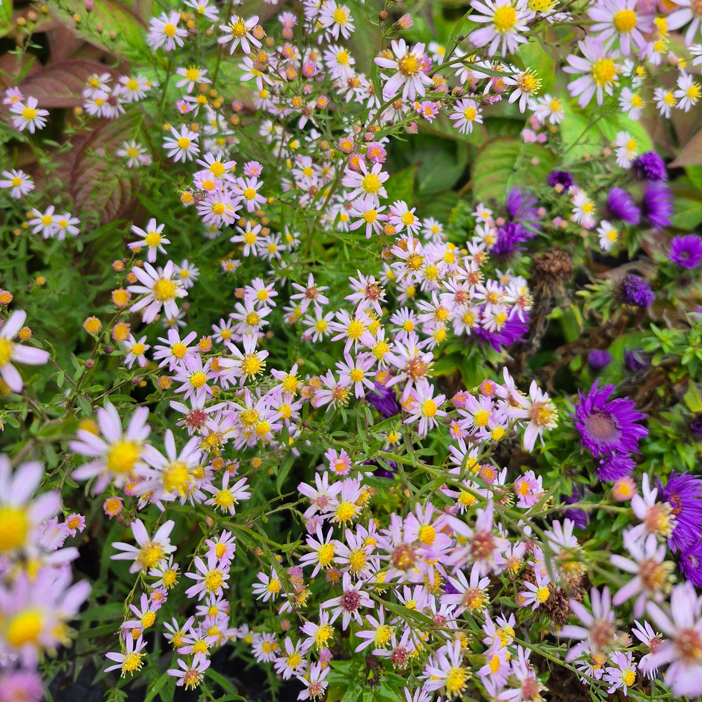 Aster Ericoides Pink Cloud