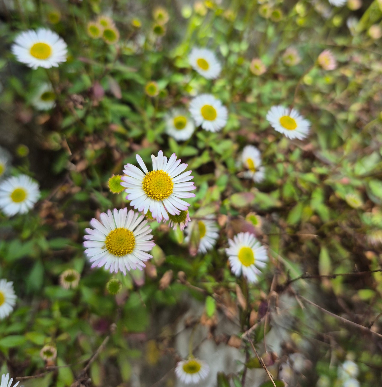 Erigeron karvinskianus