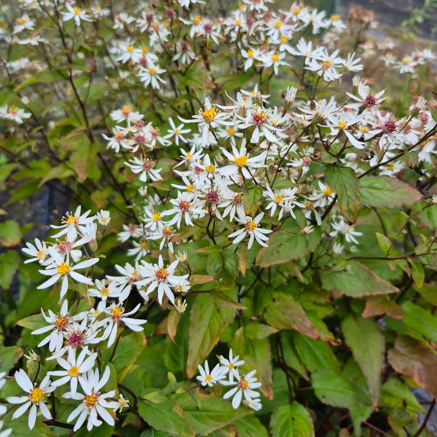 Aster Divaricatus