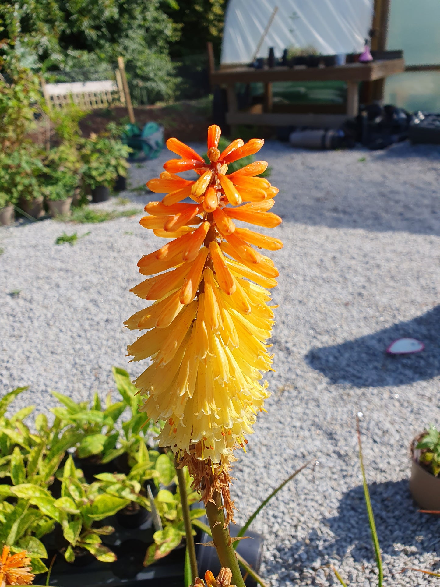 Kniphofia 'Tawny King' (Red hot poker)