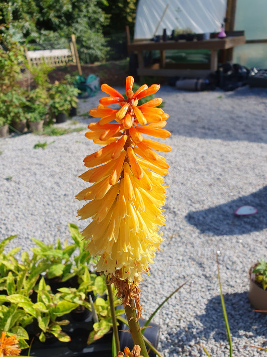 Kniphofia 'Tawny King' (Red hot poker)