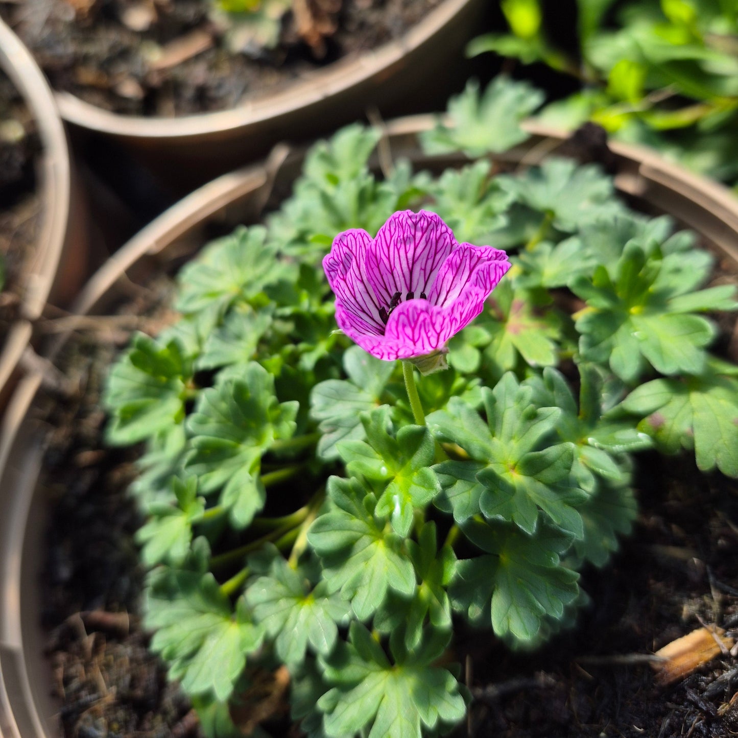 Geranium Ballerina