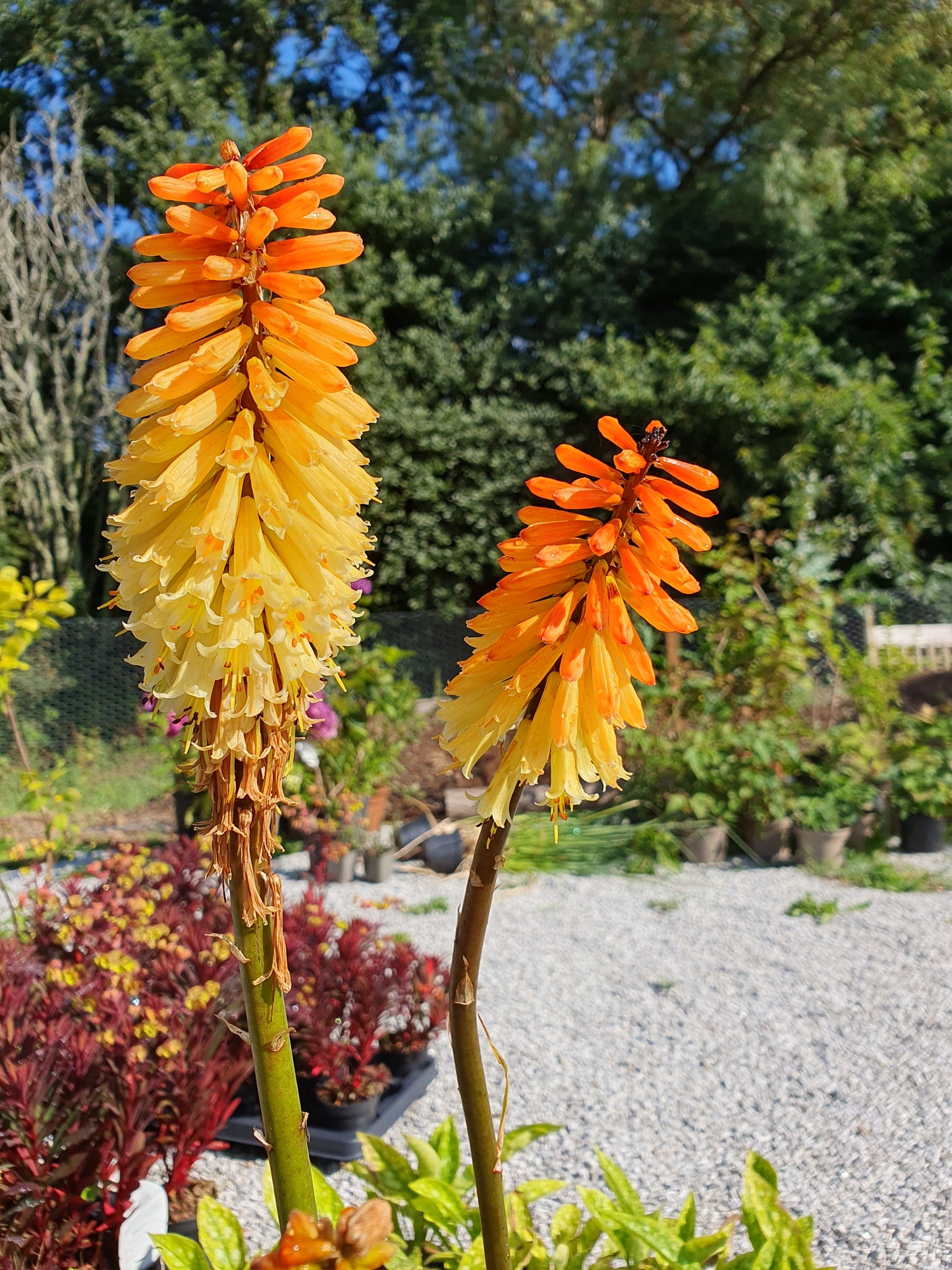 Kniphofia 'Tawny King' (Red hot poker)