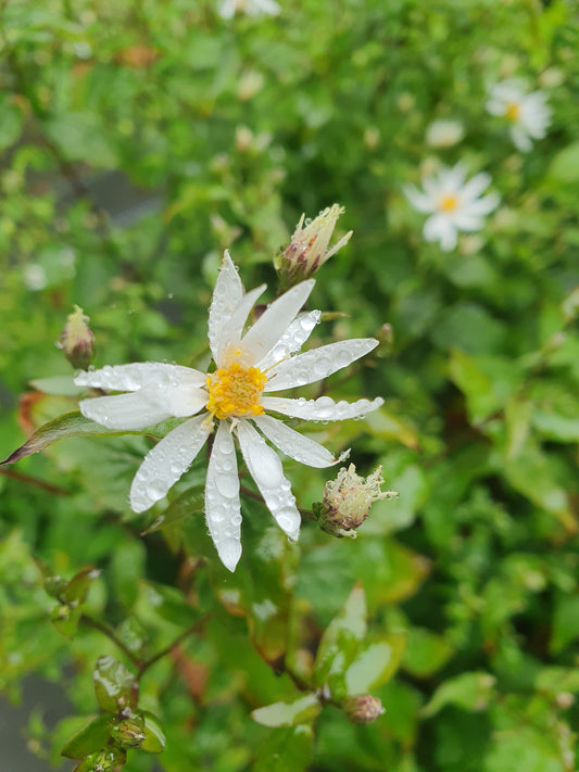 Aster Divaricatus