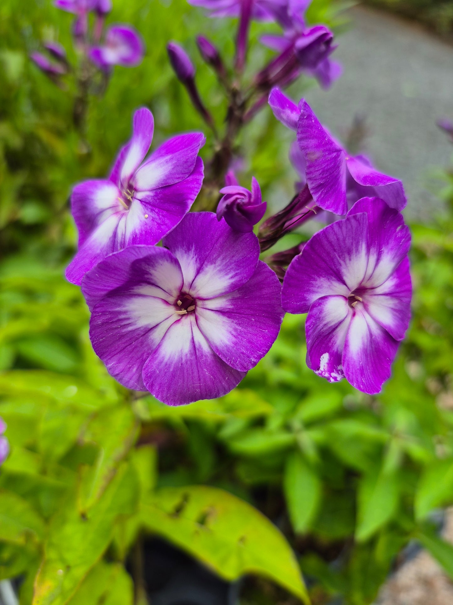 Phlox Paniculata Laura